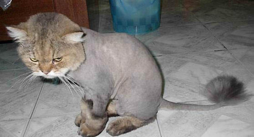 Chatte Rasee